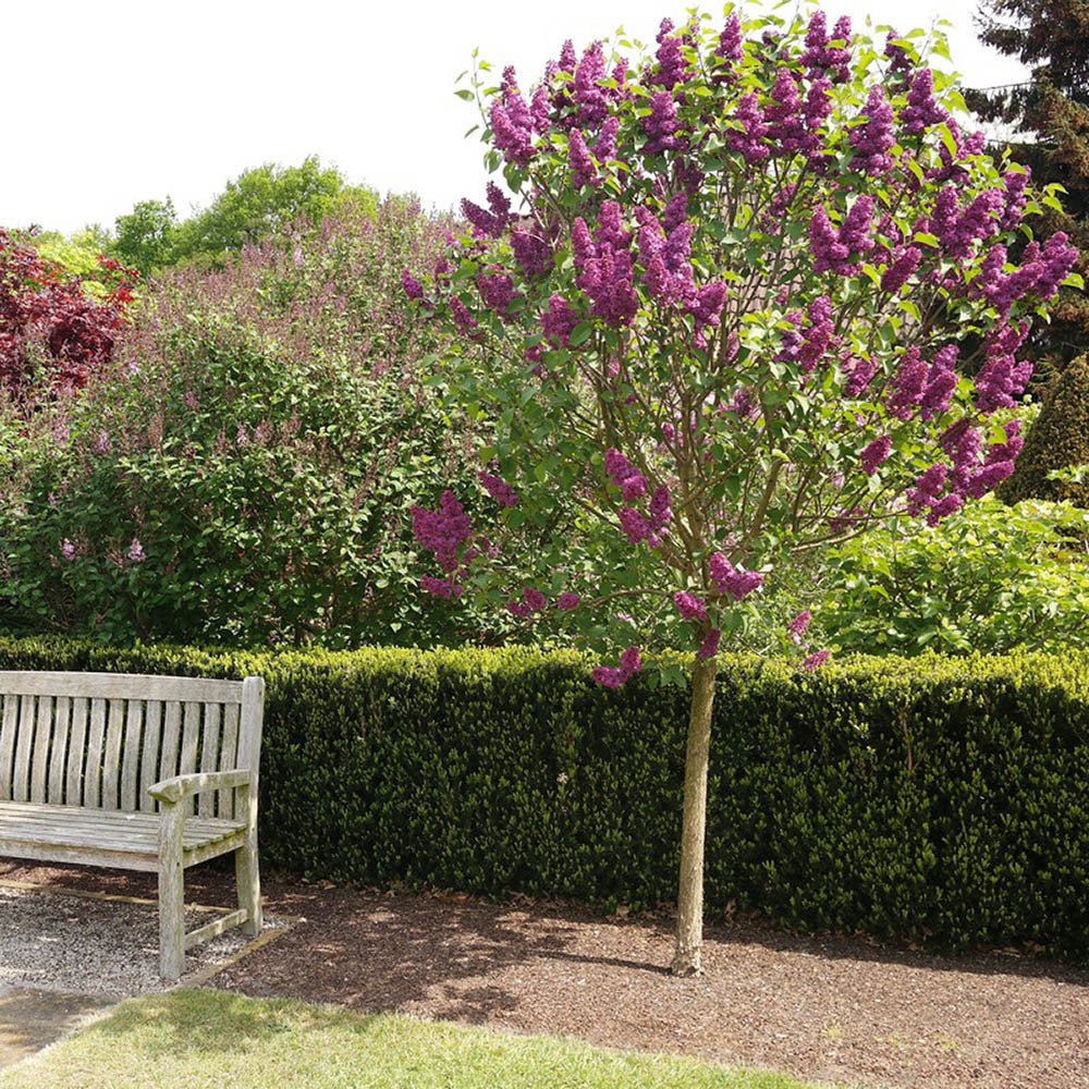 Liliac (Syringa) Copac Andenken An Ludwig Spaeth, cu Flori purpuriu-Inchis