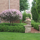 Liliac (Syringa) Copac Belle de Nancy, cu flori roz-pal-violet foarte parfumate
