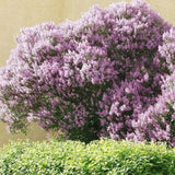 Magyar orgona (Syringa josikaea) – illatos, lila nyári virágzású fa