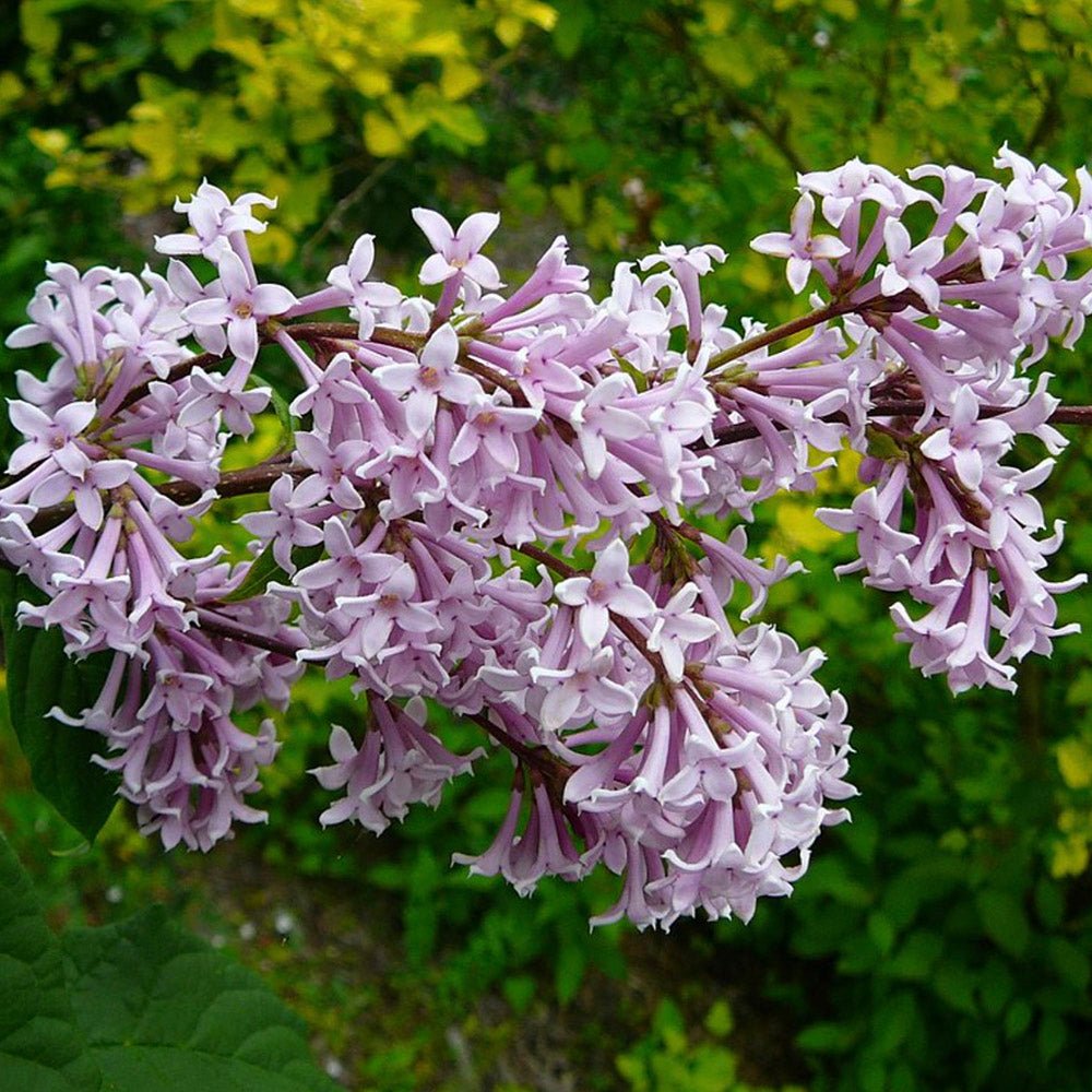 Magyar orgona (Syringa josikaea) – illatos, lila nyári virágzású fa