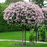 Liliac (Syringa) Copac Josikaea, cu Flori violet-inchis