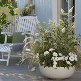 Liliac de vara alb Buzz Ivory (Buddleja)