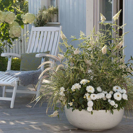 Liliac de vara alb Buzz Ivory (Buddleja)