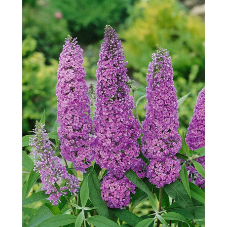 Liliac de vara Ile de France, cu flori mov si parfumate