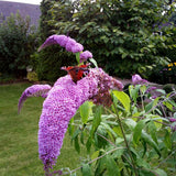 Liliac de vara Ile de France, cu flori mov si parfumate