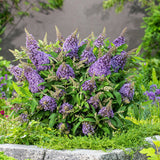 Liliac de vara pitic mov-deschis Butterfly Candy Little Lila