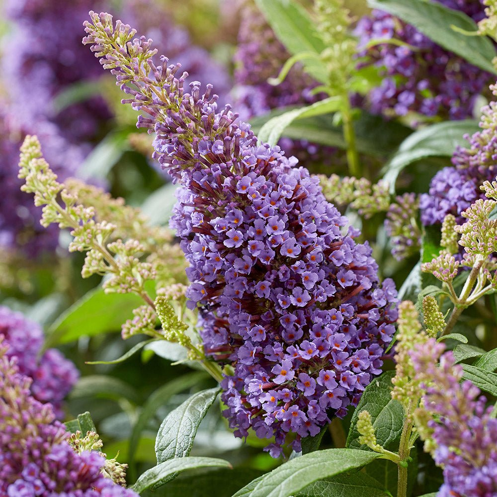Liliac de vara pitic mov-deschis Butterfly Candy Little Lila