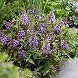 Liliac de vara pitic mov-deschis Butterfly Candy Little Lila