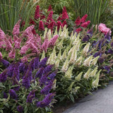 Liliac de vara pitic roz-rubiniu Butterfly Candy Little Pink