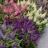 Liliac de vara pitic roz-rubiniu Butterfly Candy Little Pink