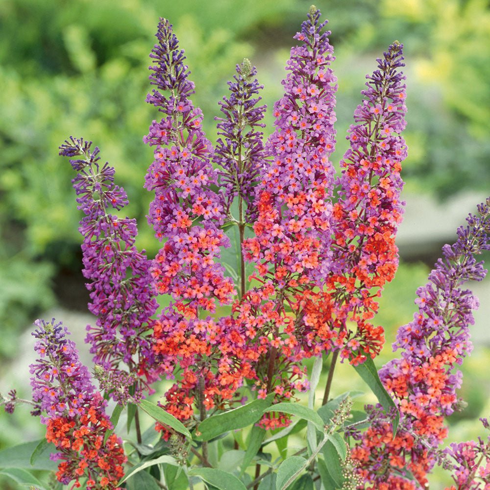 Liliac de Vara portocaliu - roz si mugurii albastri Flower Power (Buddleja)