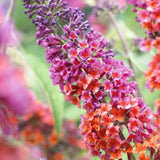Liliac de Vara portocaliu - roz si mugurii albastri Flower Power (Buddleja)
