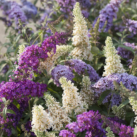 Liliac de Vara Tricolor- Parfum dulce (Buddleja)