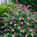 Liliac de Vara Tricolor- Parfum dulce (Buddleja)