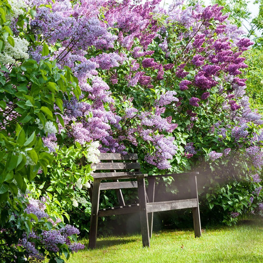 Liliac de Vara Tricolor- Parfum dulce (Buddleja)
