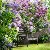 Liliac de Vara Tricolor- Parfum dulce (Buddleja)