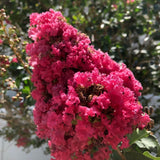 Liliac Indian Copac Coral Magic, cu flori roz-coral