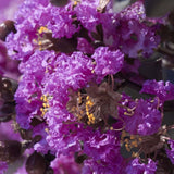 Liliac Indian Copac Purple Star, cu flori mov