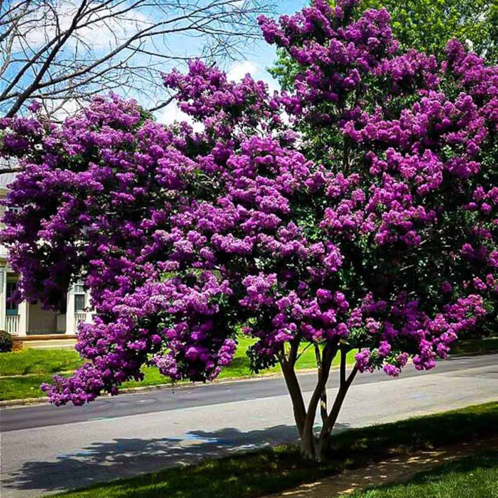 Liliac Indian Copac Purple Star, cu flori mov