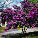 Liliac Indian Copac Purple Star, cu flori mov