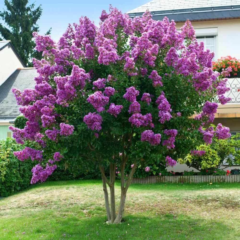 Liliac Indian Copac Purple Star, cu flori mov