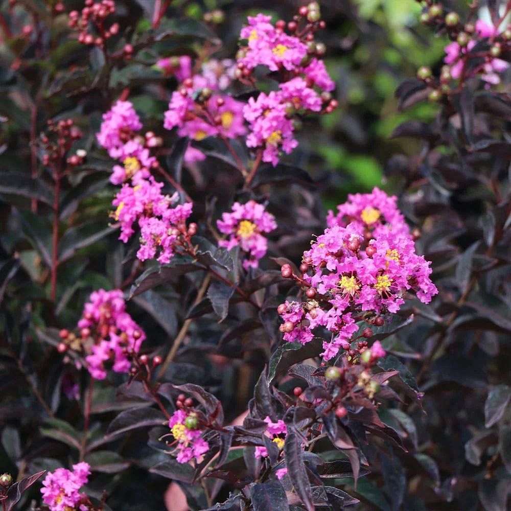 Liliac Indian Lavander Lace, cu flori violet