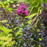 Liliac Indian Rhapsody in Blue, cu flori albastre-liliachiu