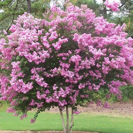 Liliac Indian Rhapsody in Pink, cu flori roz
