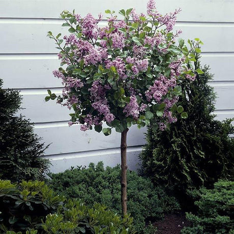 Liliac (Syringa) Copac Michel Buchner, cu flori lila-deschis si parfum seducator