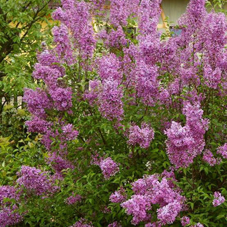 Liliac mov (Syringa) Saugeana