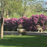 Liliac mov (Syringa) Saugeana
