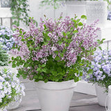 Liliac Pitic roz Flowerfesta (Syringa), cu flori roz-mov