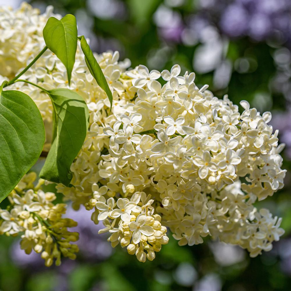 Liliac Primrose (Syringa), cu flori galben-creme