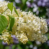 Liliac Primrose (Syringa), cu flori galben-creme