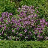 Liliac Roz-Cobalt Katherine Havemeyer (Syringa)