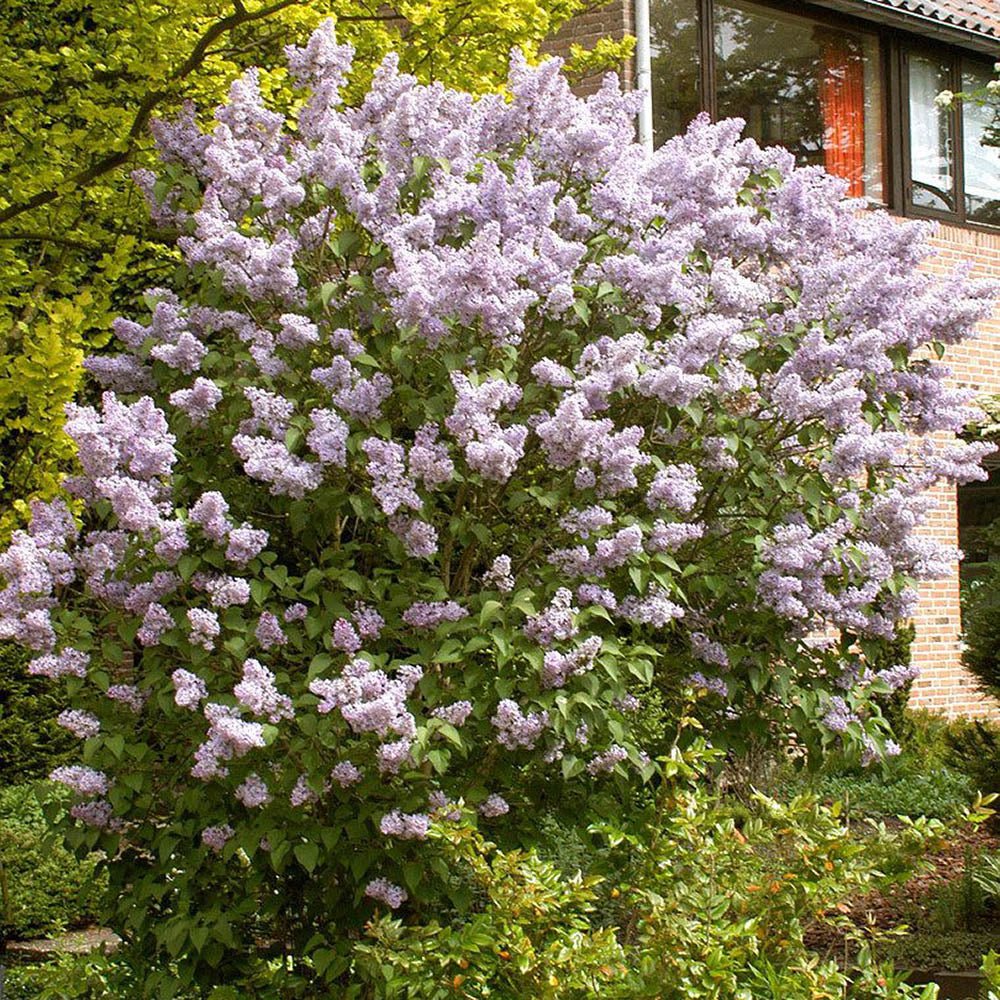 Liliac Roz-Cobalt Katherine Havemeyer (Syringa)