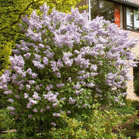 Liliac Roz-Cobalt Katherine Havemeyer (Syringa)