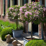 Liliac (Syringa) Copac Superba, cu flori roz intens