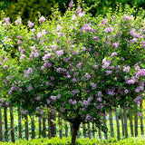 Liliac (Syringa) Copac Superba, cu flori roz intens