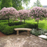 Liliac (Syringa) Copac Superba, cu flori roz intens