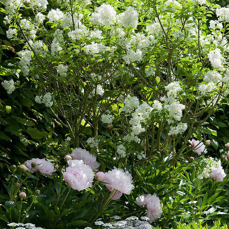 Liliac (Syringa) Agnes Smith, cu Flori Albe