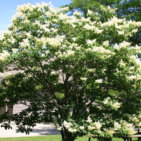 Liliac (Syringa) Copac Agnes Smith, cu Flori Albe