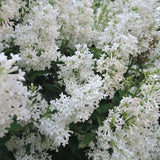 Liliac (Syringa) Copac Agnes Smith, cu Flori Albe