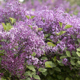 Orgona (Syringa) Sötétlila fa, sötétlila virágokkal és ismételt virágzással