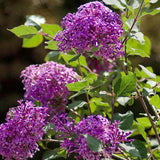 Orgona (Syringa) Sötétlila fa, sötétlila virágokkal és ismételt virágzással