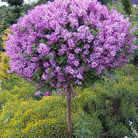 Orgona (Syringa) Sötétlila fa, sötétlila virágokkal és ismételt virágzással