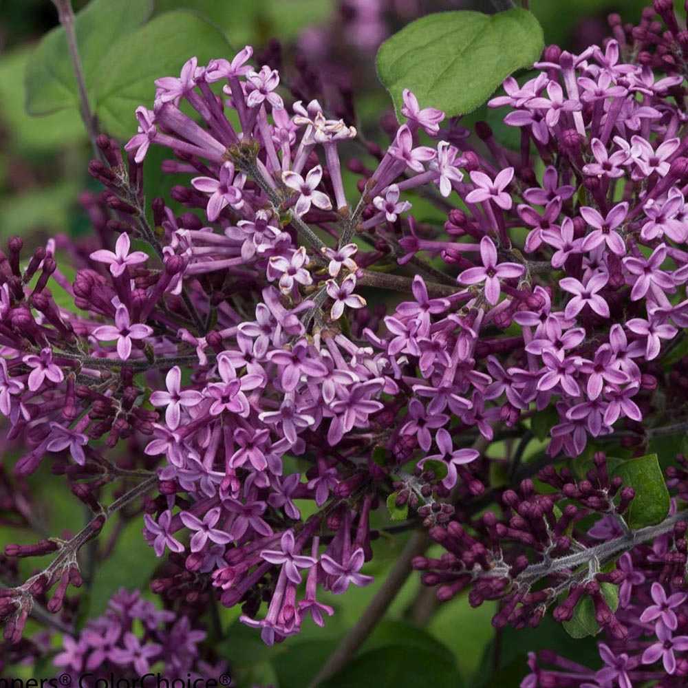 Orgona (Syringa) Sötétlila fa, sötétlila virágokkal és ismételt virágzással