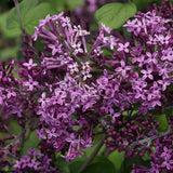 Orgona (Syringa) Sötétlila fa, sötétlila virágokkal és ismételt virágzással