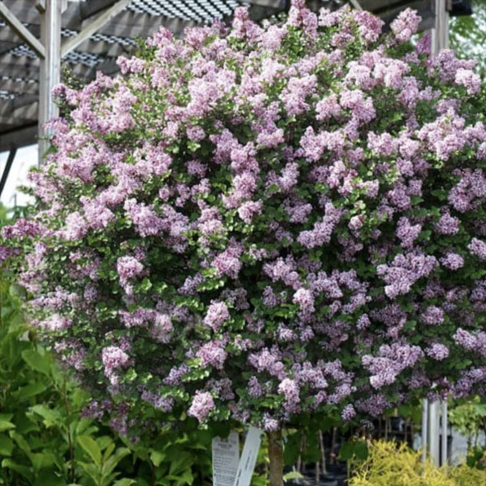 Liliac (Syringa) Copac Josee, cu Flori Roz