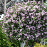 Liliac (Syringa) Copac Josee, cu Flori Roz
